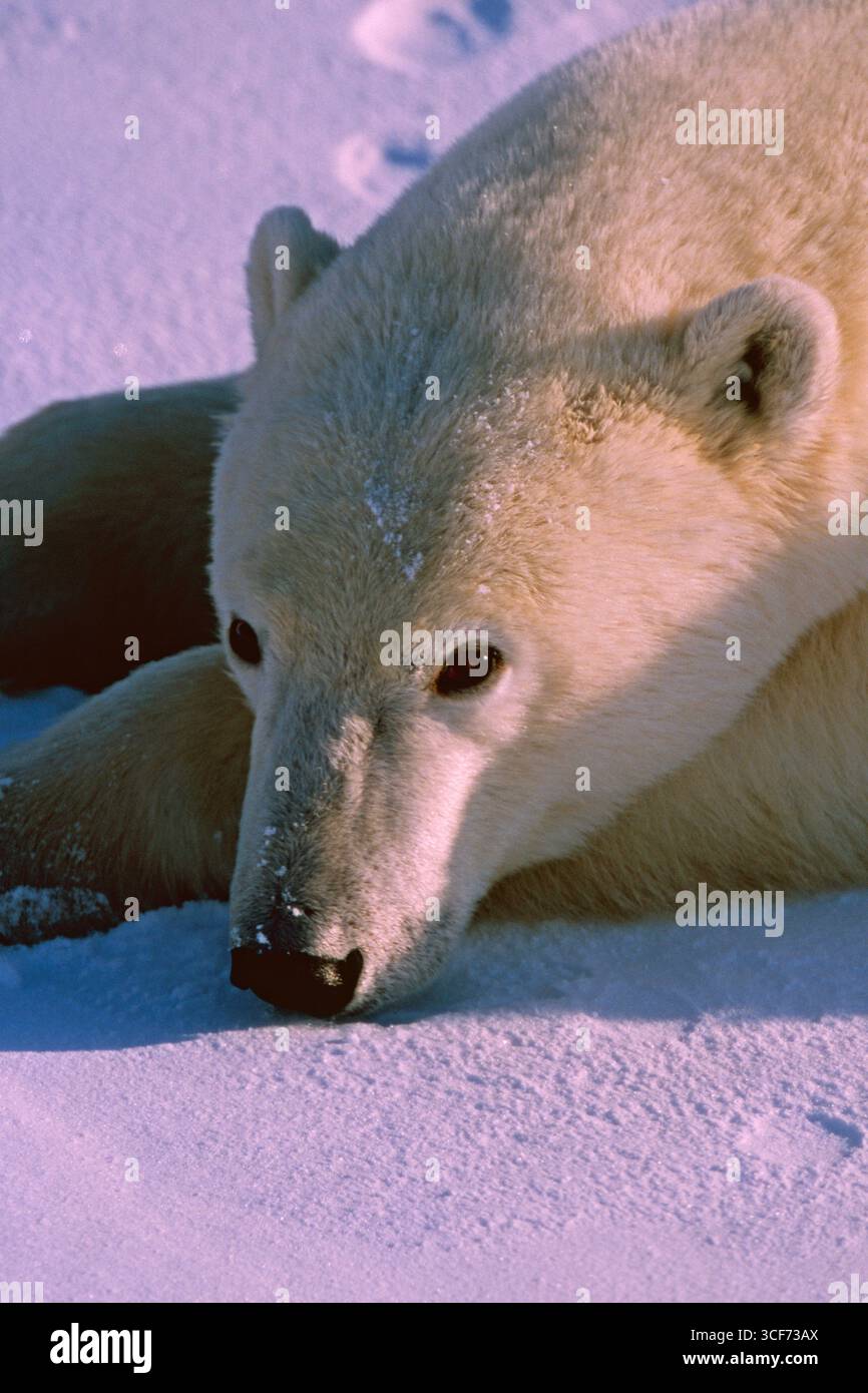 Orso polare Thalarclos maritimus primo piano di un adulto disteso con la testa sulle zampe anteriori poggiate sulla neve, Churchill, Manitoba, Canada Foto Stock
