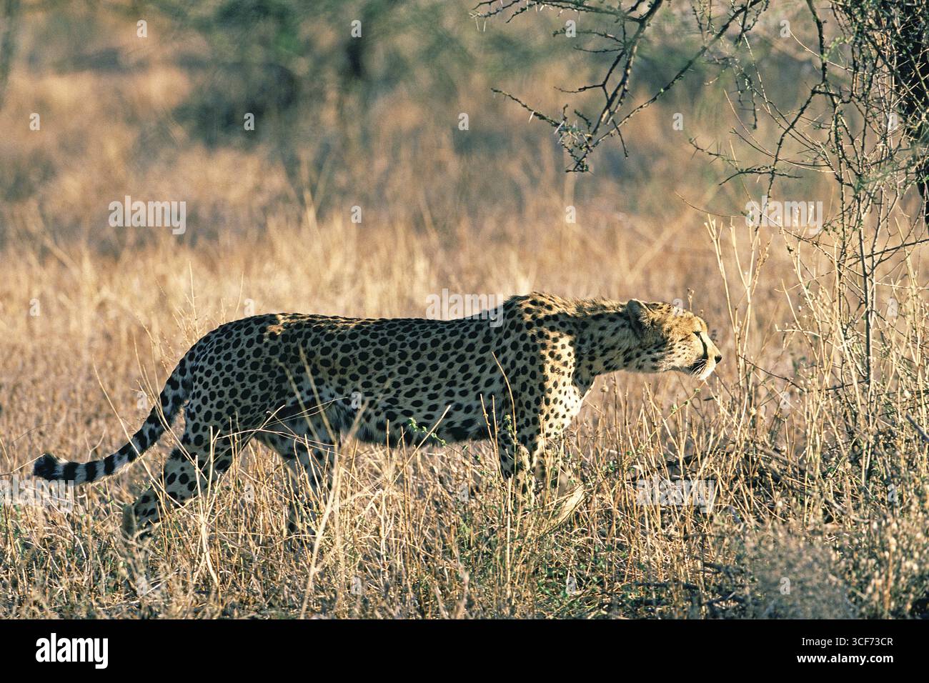 Cheetah Acinonyx jubatus osserva e perseguita le prede della savana, Masai Mara, Kenya Foto Stock
