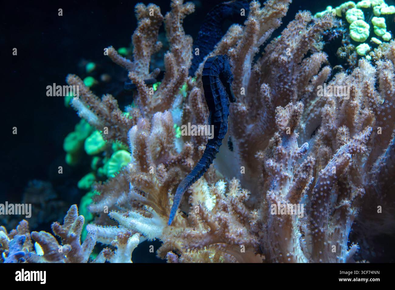 Primo piano di un cavalluccio marino tra i vivaci coralli in una scena subacquea Foto Stock