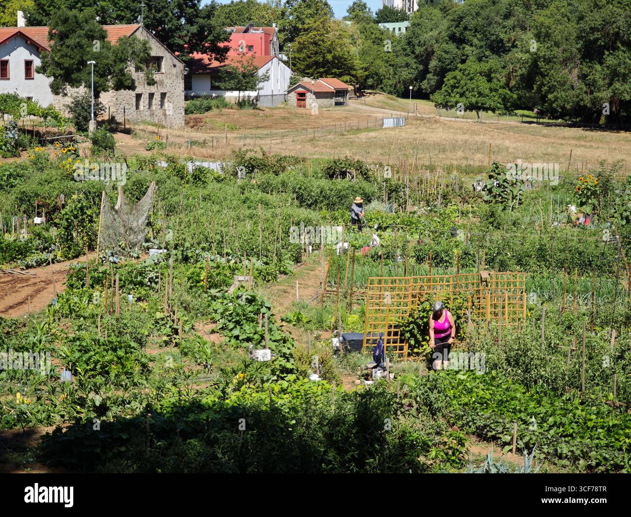 I giardini urbani di Braganca prosperano con verdure colorate e coinvolgenti attività della comunità, che fondono magnificamente natura e vita urbana. Foto Stock