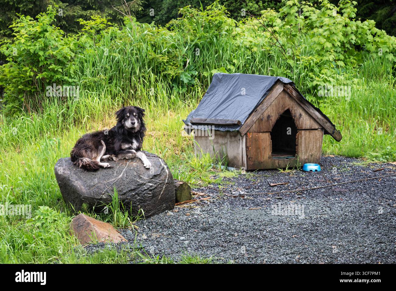 Un cane steso su una roccia, mentre è incatenato. Una casa per cani è nelle vicinanze.. Foto Stock