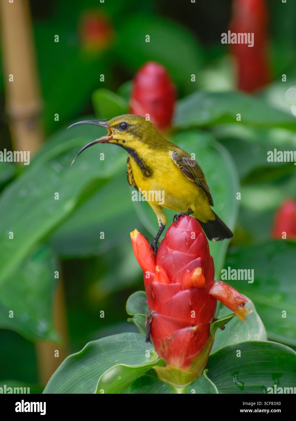 Un uccello di sole giovane su un fiore di zenzero. Fotografato nella parte occidentale di Singapore. Foto Stock