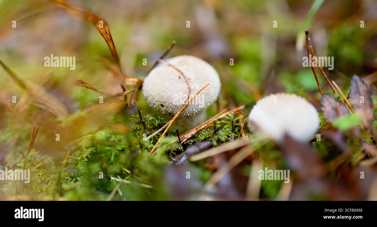 Piccoli funghi a sfera crescono tra muschio e aghi di pino sul fondo della foresta, pronti a rilasciare spore quando vengono disturbati. Foto Stock