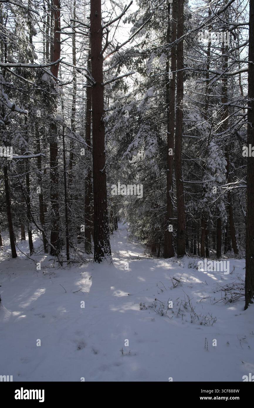 Foresta invernale, Duke's Wood, sopra Hexham, Northumberland, Inghilterra, REGNO UNITO Foto Stock
