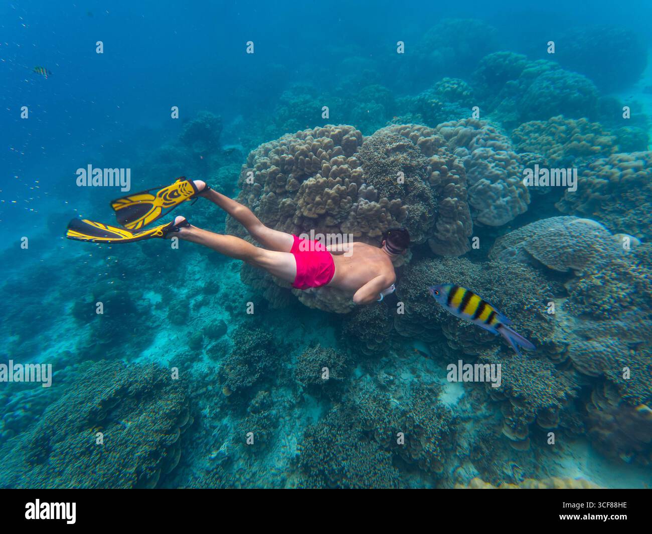Un uomo esplora le vibranti formazioni coralline mentre fai snorkeling nelle acque cristalline della Thailandia. Vari pesci tropicali nuotano nelle vicinanze, mostrando la bellezza di Foto Stock