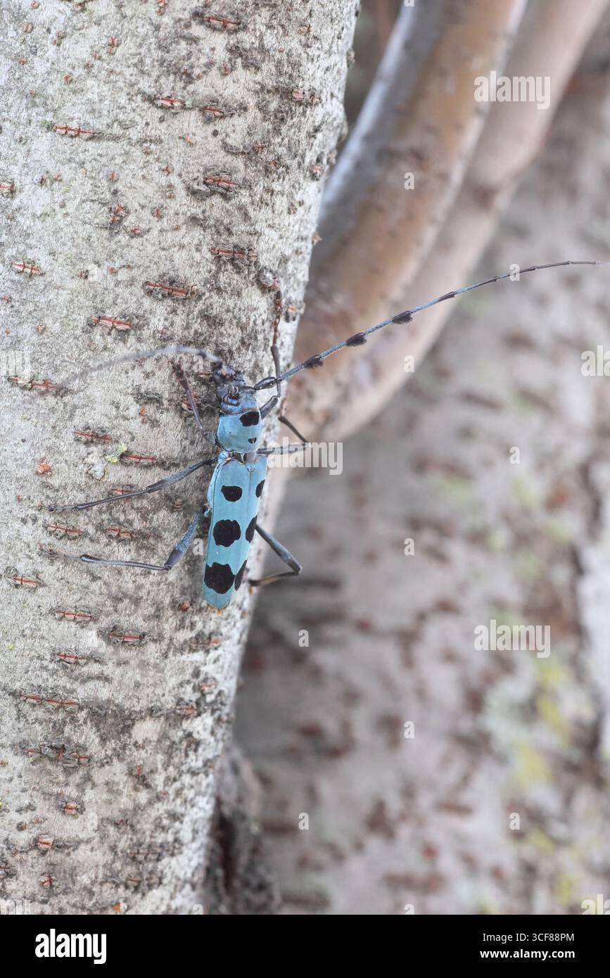 Blue Longhorn Beetle con macchie nere (Rosalia batesi) in Giappone Foto Stock