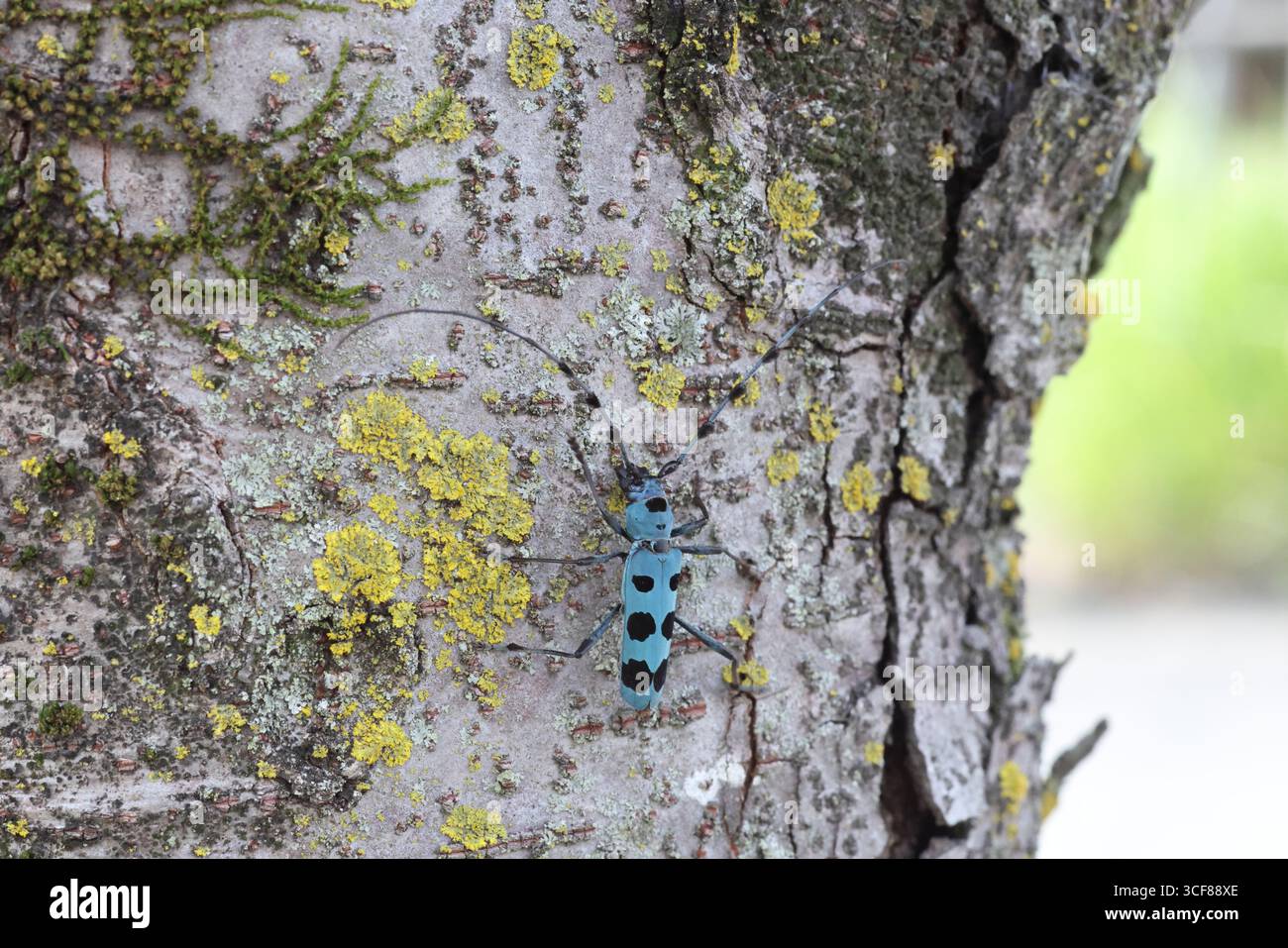 Blue Longhorn Beetle con macchie nere (Rosalia batesi) in Giappone Foto Stock