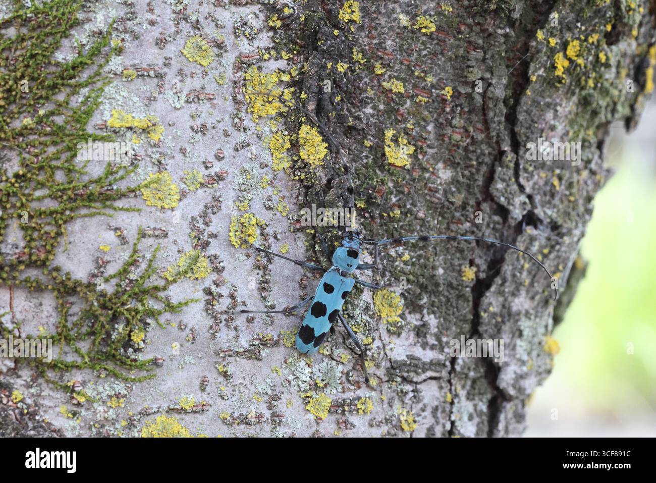 Blue Longhorn Beetle con macchie nere (Rosalia batesi) in Giappone Foto Stock