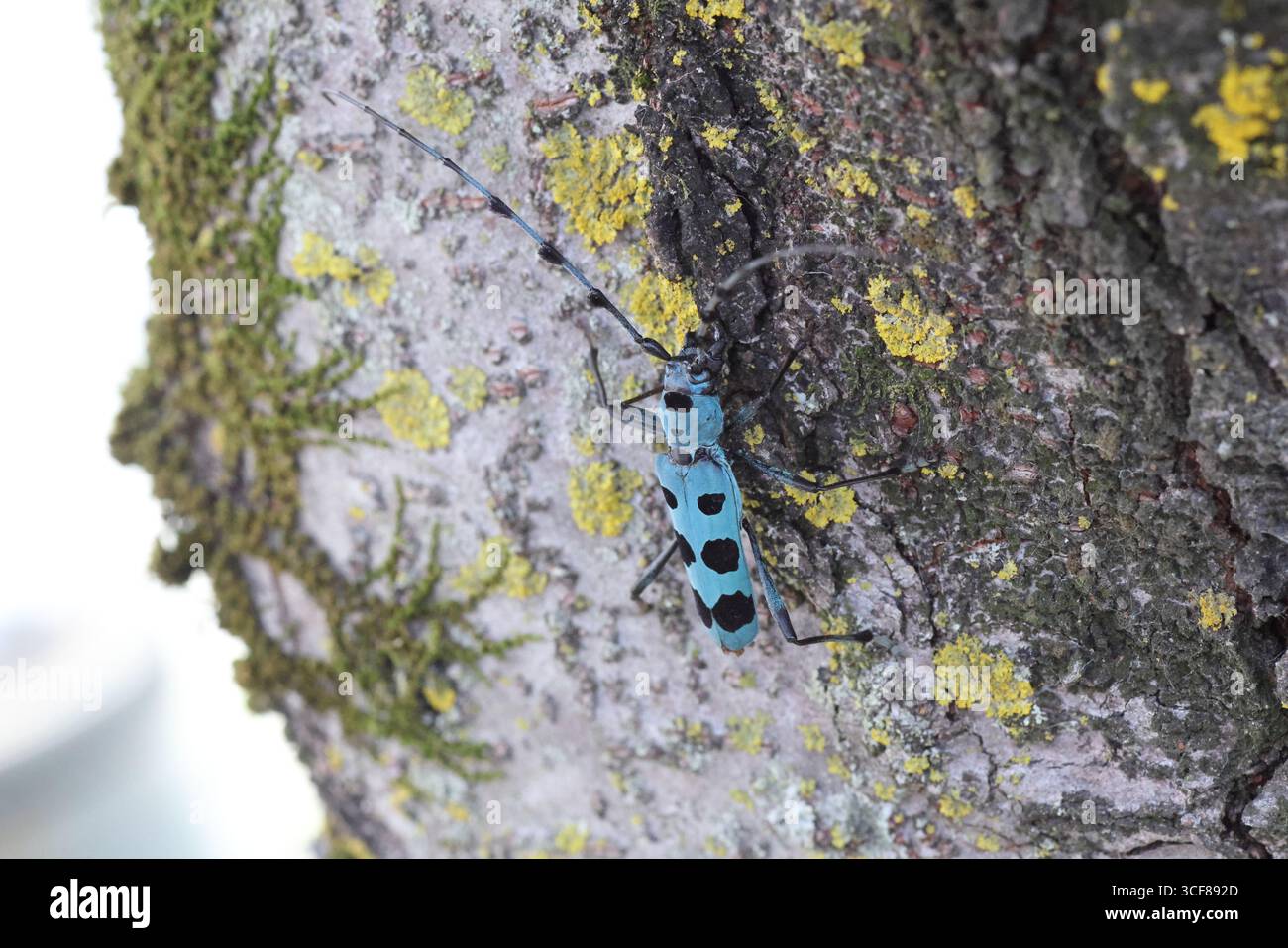Blue Longhorn Beetle con macchie nere (Rosalia batesi) in Giappone Foto Stock