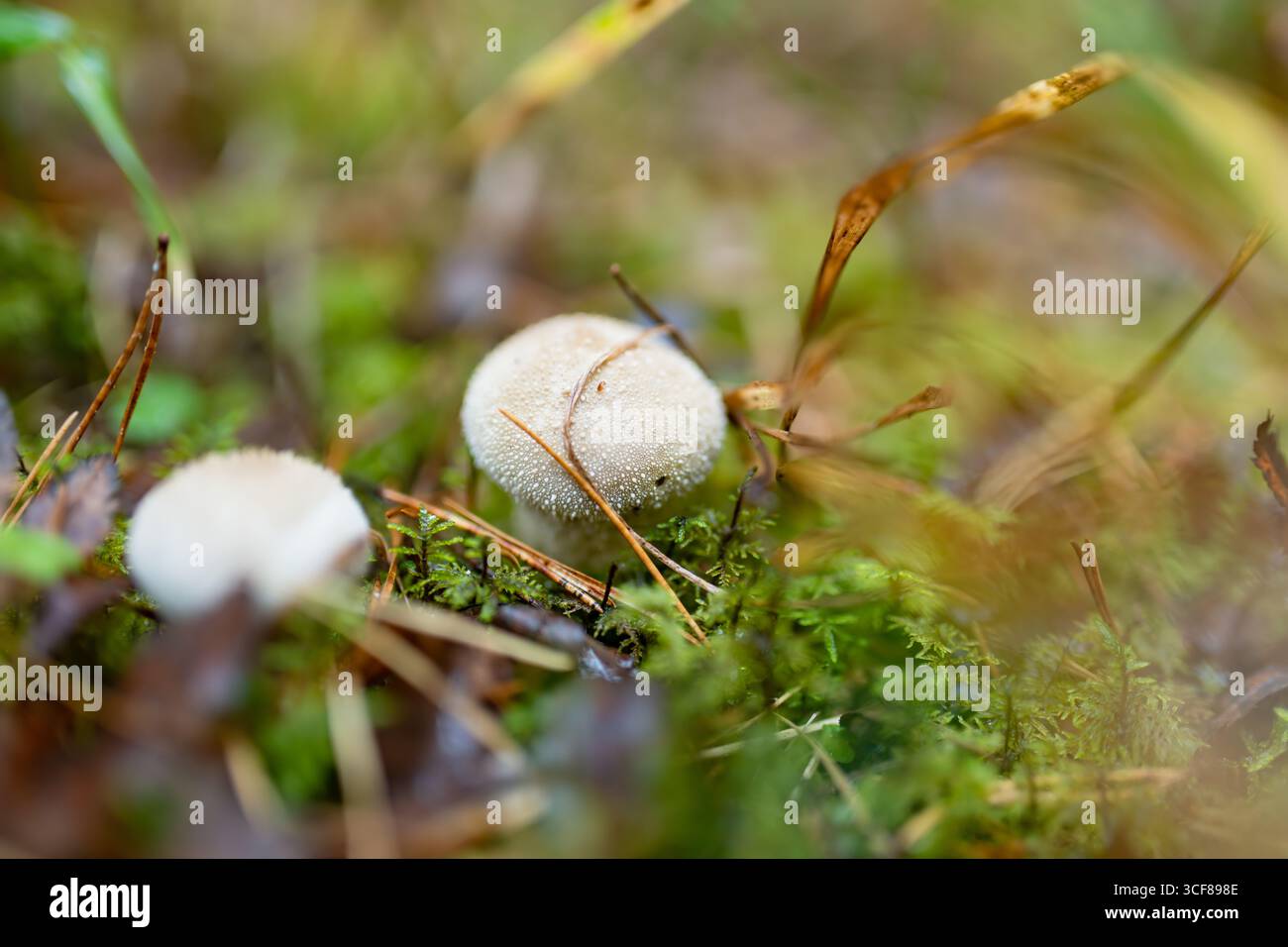 Piccoli funghi a sfera crescono tra muschio e aghi di pino sul fondo della foresta, pronti a rilasciare spore quando vengono disturbati. Foto Stock