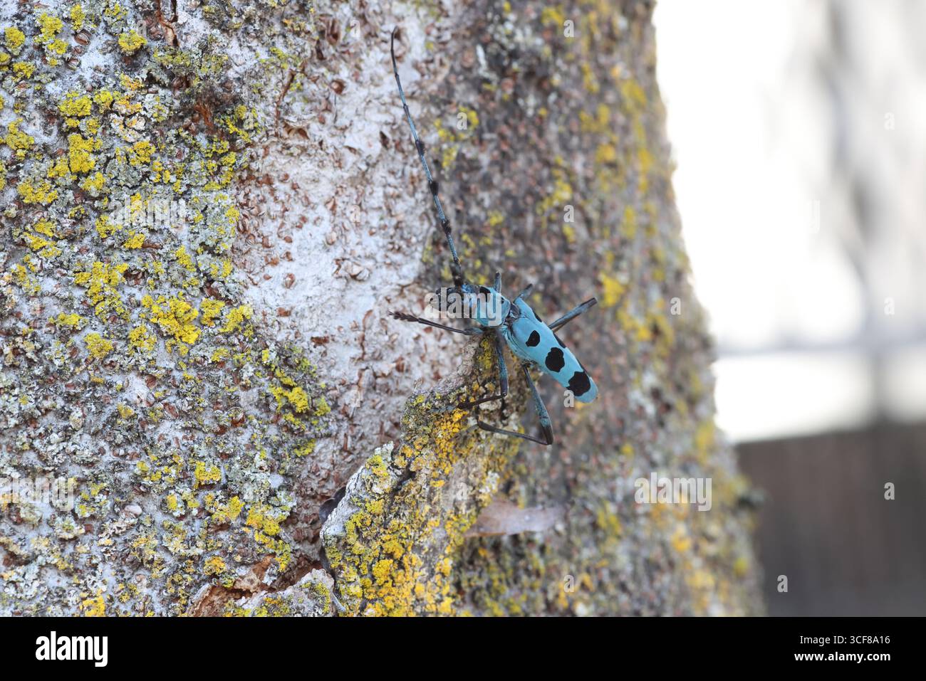 Blue Longhorn Beetle con macchie nere (Rosalia batesi) in Giappone Foto Stock