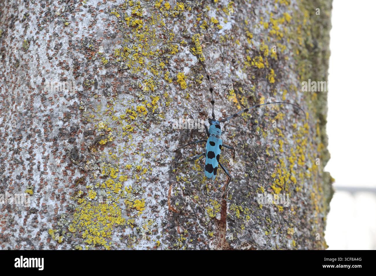 Blue Longhorn Beetle con macchie nere (Rosalia batesi) in Giappone Foto Stock
