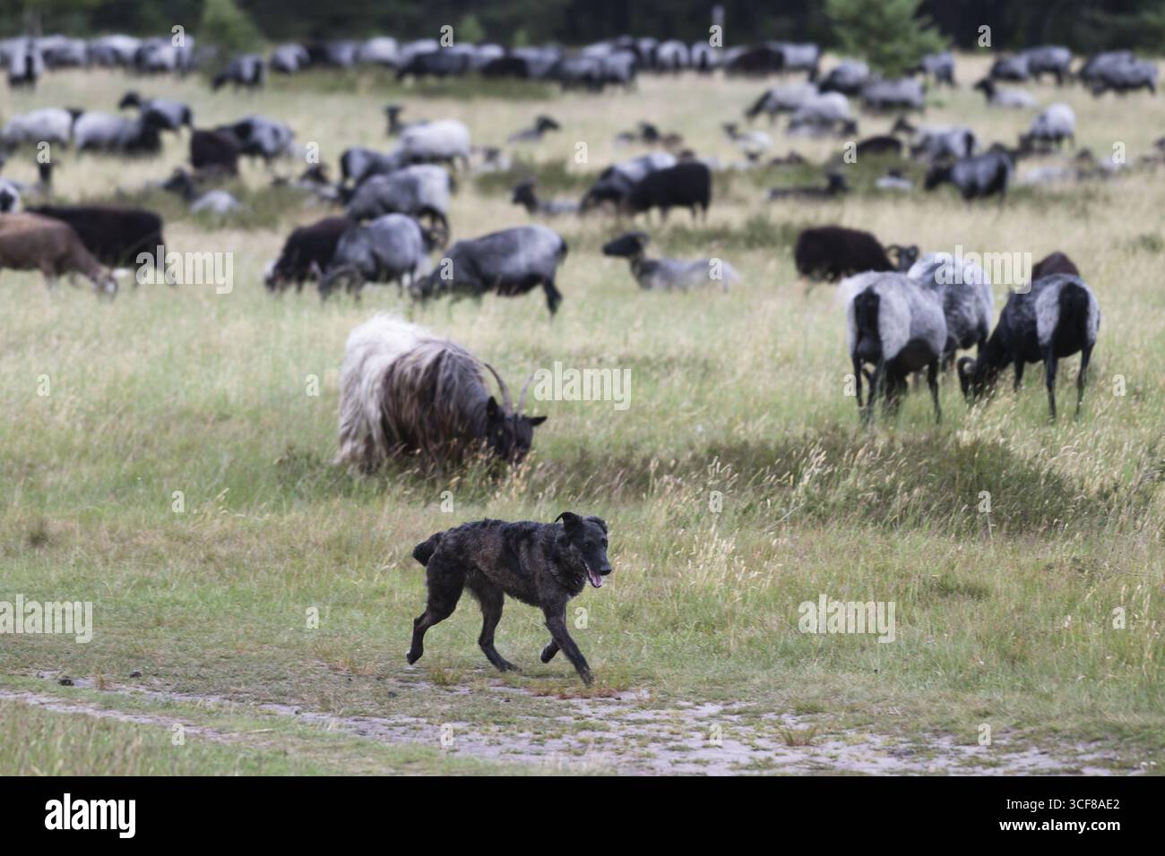 Gregge di pecore con un cane da pastore, Renania settentrionale-Vestfalia, Germania Foto Stock