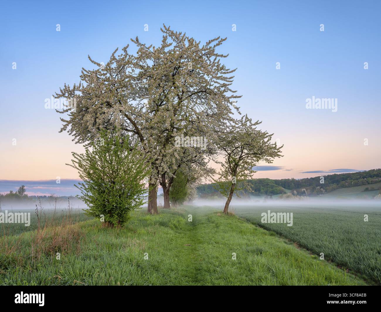 Paesaggio campestre con nebbia mattutina all'alba in primavera, ciliegi in fiore lungo il sentiero del campo, Friburgo (Unstrut), Burgenlandkreis, Sassonia-Anhalt, Foto Stock