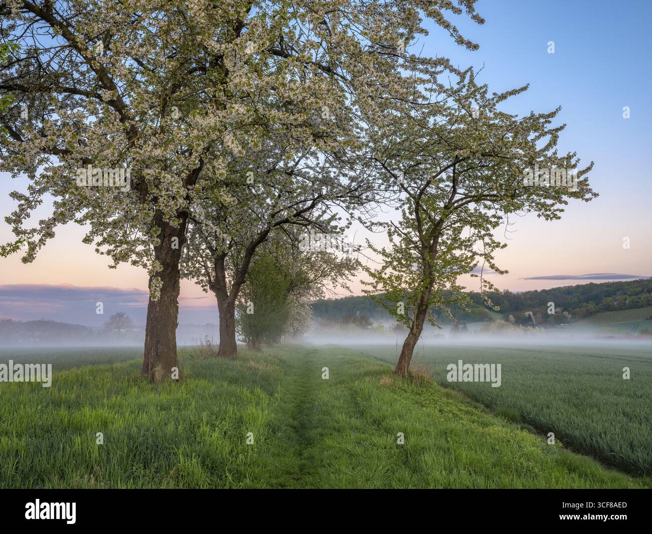 Paesaggio campestre con nebbia mattutina all'alba in primavera, ciliegi in fiore lungo il sentiero del campo, Friburgo (Unstrut), Burgenlandkreis, Sassonia-Anhalt, Foto Stock