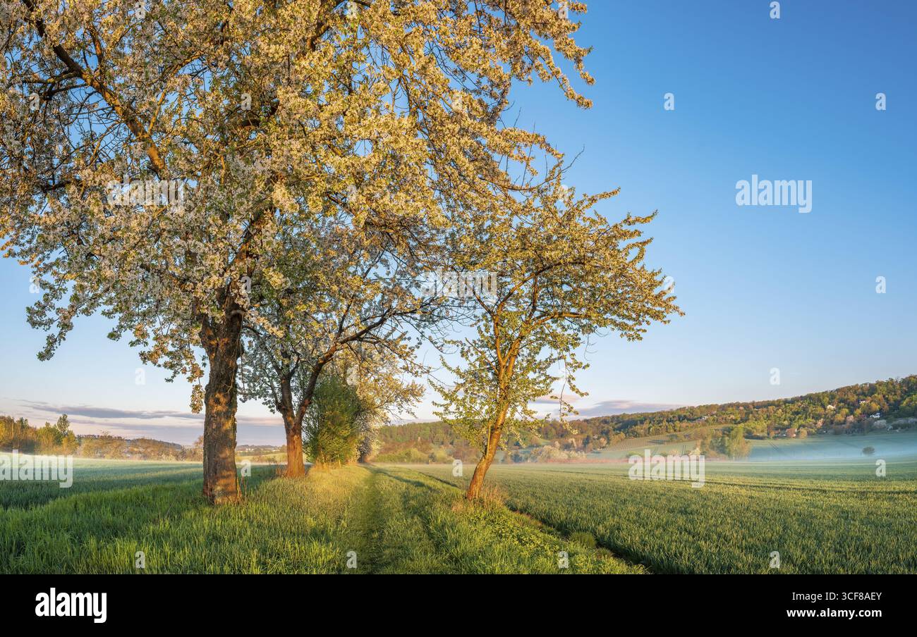 Paesaggio di campo con nebbia mattutina alla prima luce del mattino, ciliegi fioriti sul sentiero del campo in primavera, Friburgo (Unstrut), Burgenlandkreis Foto Stock