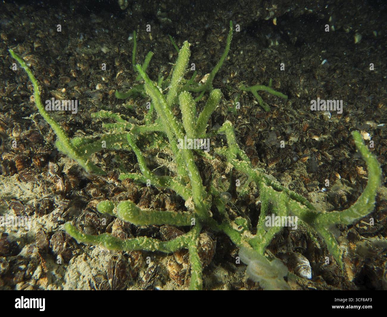 Spugna d'acqua dolce (Spongilla lacustris) e cozze quagga (Dreissena rostriformis bugensis), specie invasive insieme su un fondo sabbioso in un underwa Foto Stock