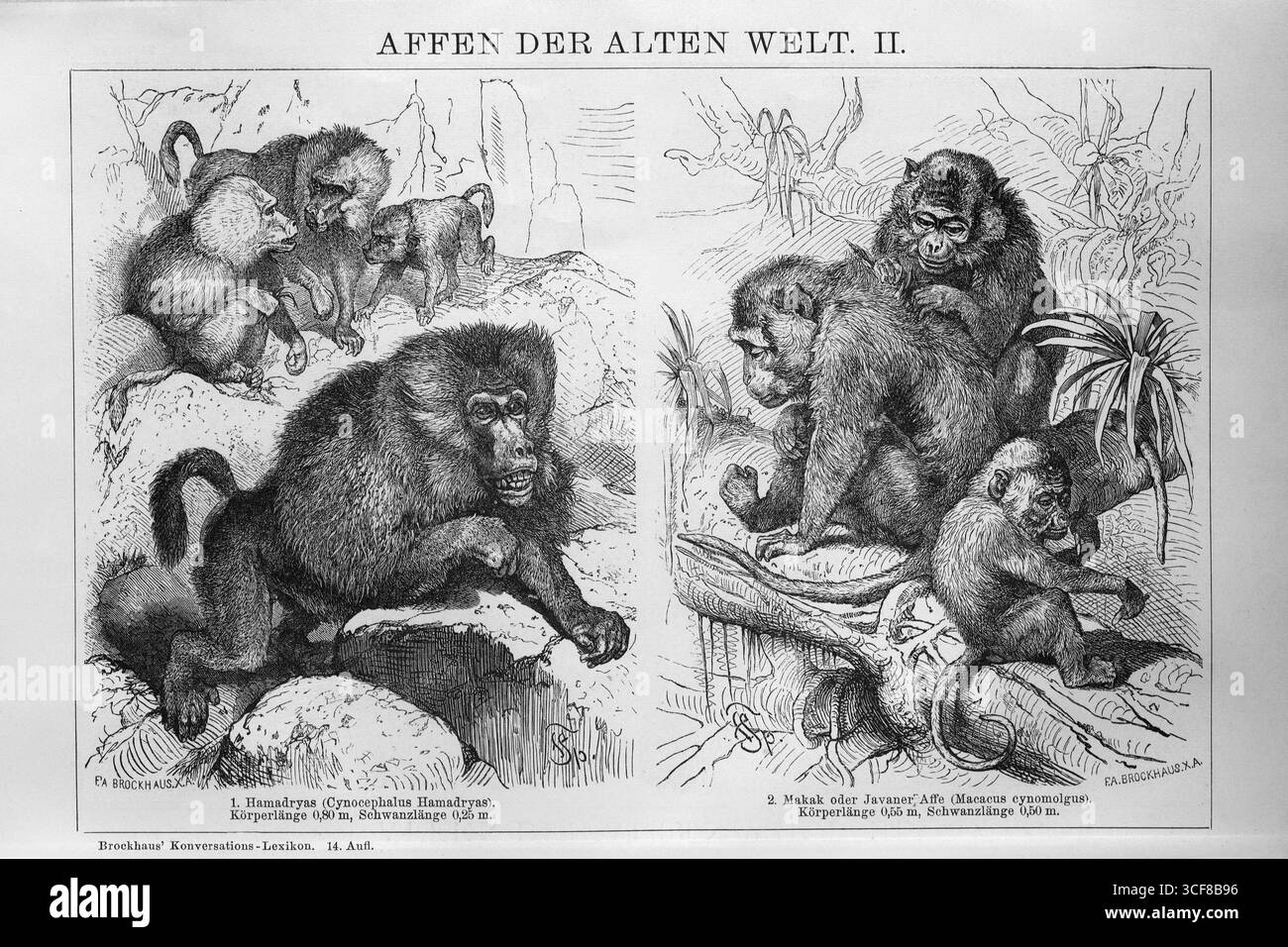 Scimmie del Vecchio mondo, babbuino mascherato (Papio hamadryas) e scimmia di Giava (Macaca fascicularis), pagina enciclopedia con incisioni in acciaio, Brockhaus Foto Stock