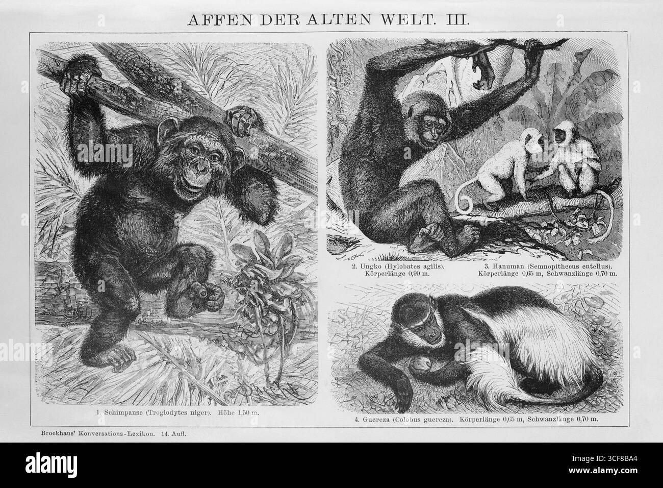 Scimmie del Vecchio mondo, Chimpanzee (Pan troglodytes), Ungka o gibbon (Hylobates agilis), Guereza o scimmia mantled (Colobus guereza), Foto Stock