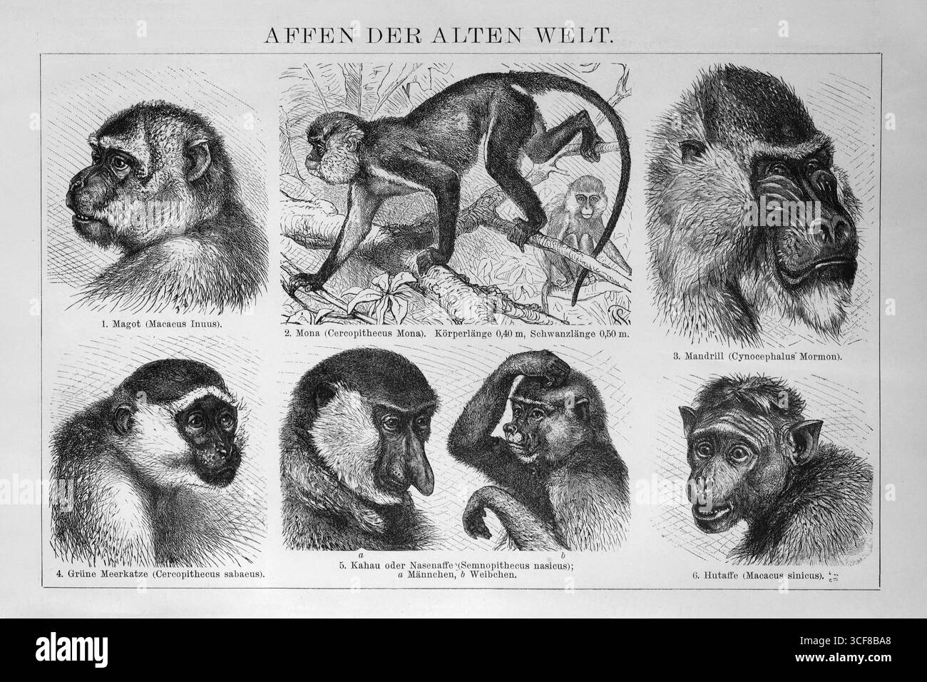 Scimmie del Vecchio mondo, teste di macaco barbario o magot (Macaca sylvanus), mandrillo (Mandrills Sfinge), scimmia proboscide (Nasalis larvatus), enciclica Foto Stock
