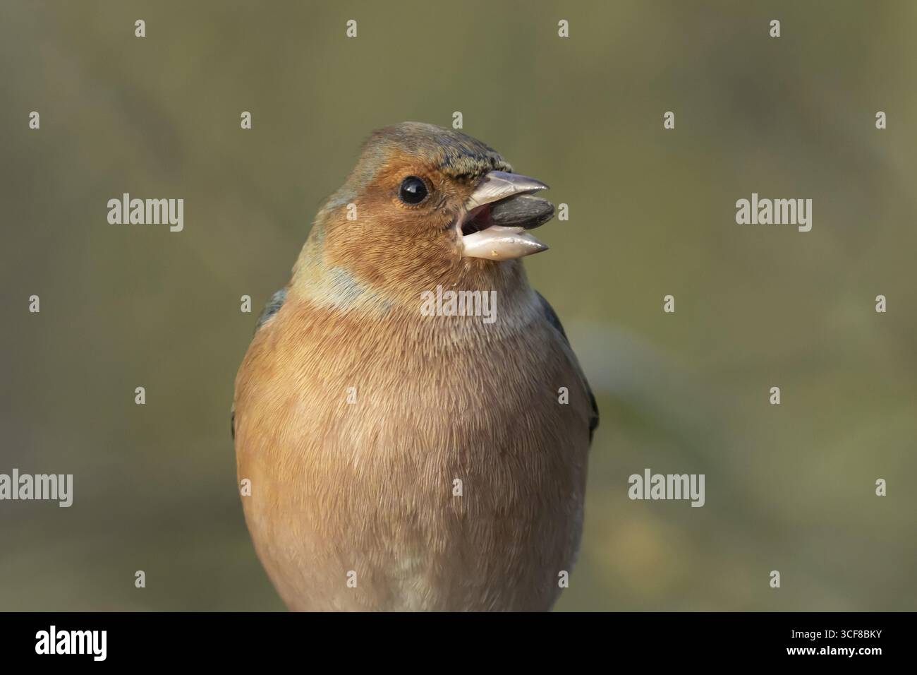 Chaffinch eurasiatico (Fringilla coelebs) maschio adulto che si nutre di un seme di girasole, Inghilterra, Regno Unito Foto Stock