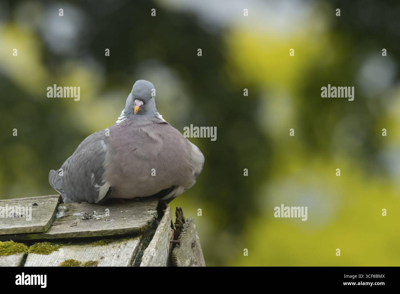 Piccione di legno (palumbus Columba) uccello adulto sul tetto di un capannone con giardino urbano, Inghilterra, Regno Unito Foto Stock