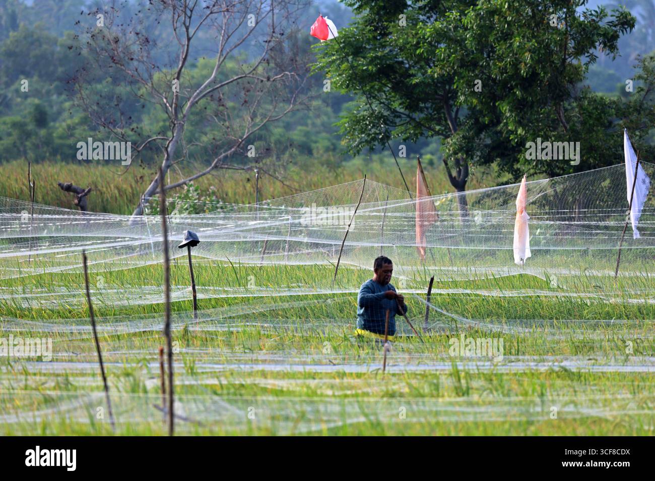 Aceh Besar, Aceh, Indonesia. 21 agosto 2025. Gli agricoltori legano le corde di rete al legno in una zona di risaie coperta da reti protettive nel villaggio di Meunasah Manyang, distretto di Lhoknga, reggenza di Aceh Besar, provincia di Aceh, Indonesia il giovedì, 21 agosto 2025. Alcuni agricoltori della regione utilizzano le reti per respingere gli organismi nocivi per gli uccelli presenti sulle piante di riso, sebbene debbano sostenere costi aggiuntivi, secondo gli agricoltori i risultati ottenuti sono ancora migliori del potenziale di riso perso per gli organismi nocivi per gli uccelli. (Credit Image: © Khairu Syukrillah/ZUMA Press Wire) SOLO PER USO EDITORIALE! Non per USO commerciale! Foto Stock
