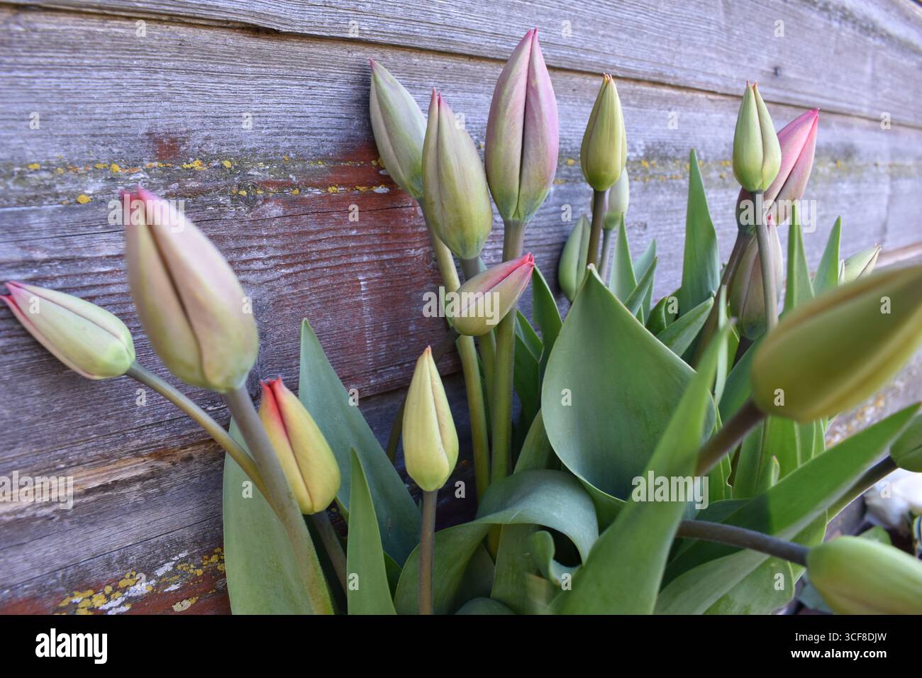 Gruppo di boccioli di tulipani contro una parete di legno intemprata Foto Stock