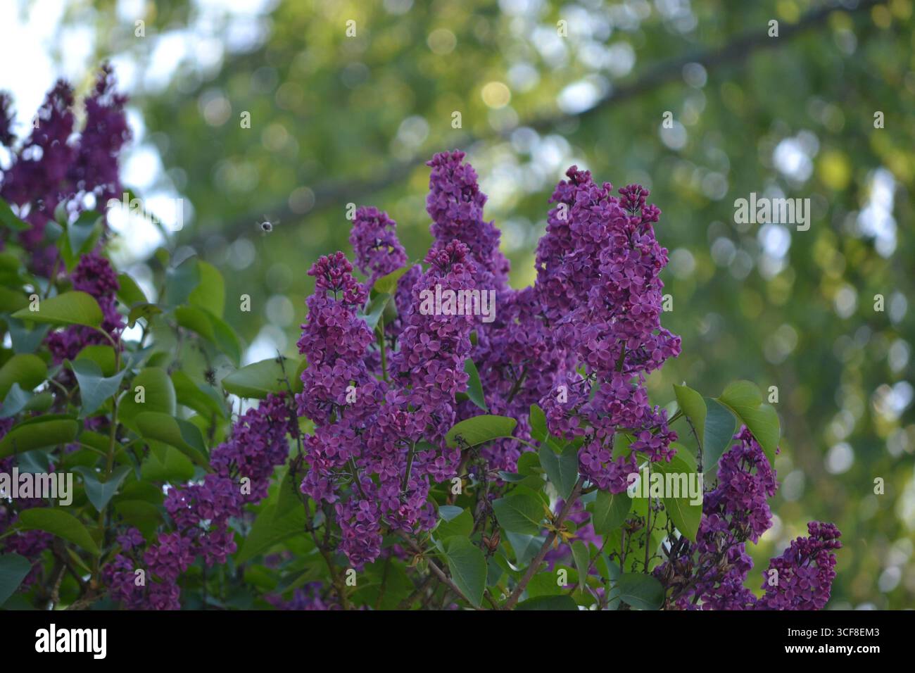 Il lilla viola fiorisce con un albero sullo sfondo. Foto Stock