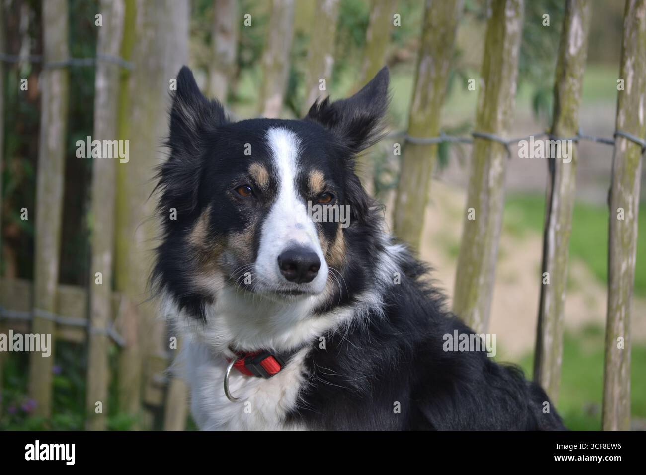 Collie di confine purosangue che guarda in lontananza. Foto Stock
