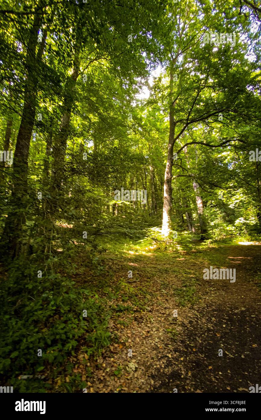 La luce del sole filtra attraverso la fitta tettoia forestale, proiettando ombre morbide su un terreno verdeggiante di boschi sotto rami intrecciati Foto Stock