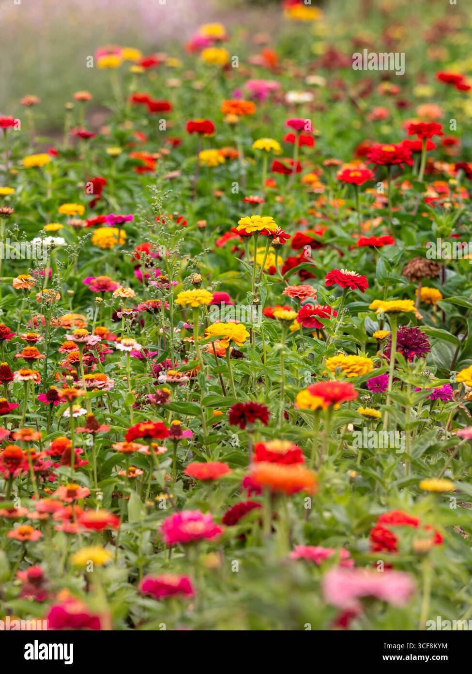 Un campo di fiori zinnia colorati in piena fioritura, parte dell'attrazione "Pick Your Own" presso i Priory Gardens, Guisborough, North Yorkshire, Regno Unito. Foto Stock