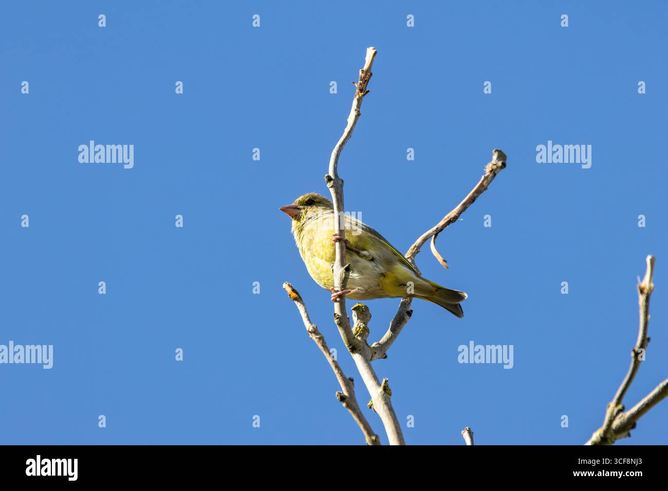 finch piccolo e robusto con toni verdi e gialli. Si nutre di semi, gemme e bacche; visita i mangiatori. Foto scattata ai National Botanic Gardens di Dublino Foto Stock