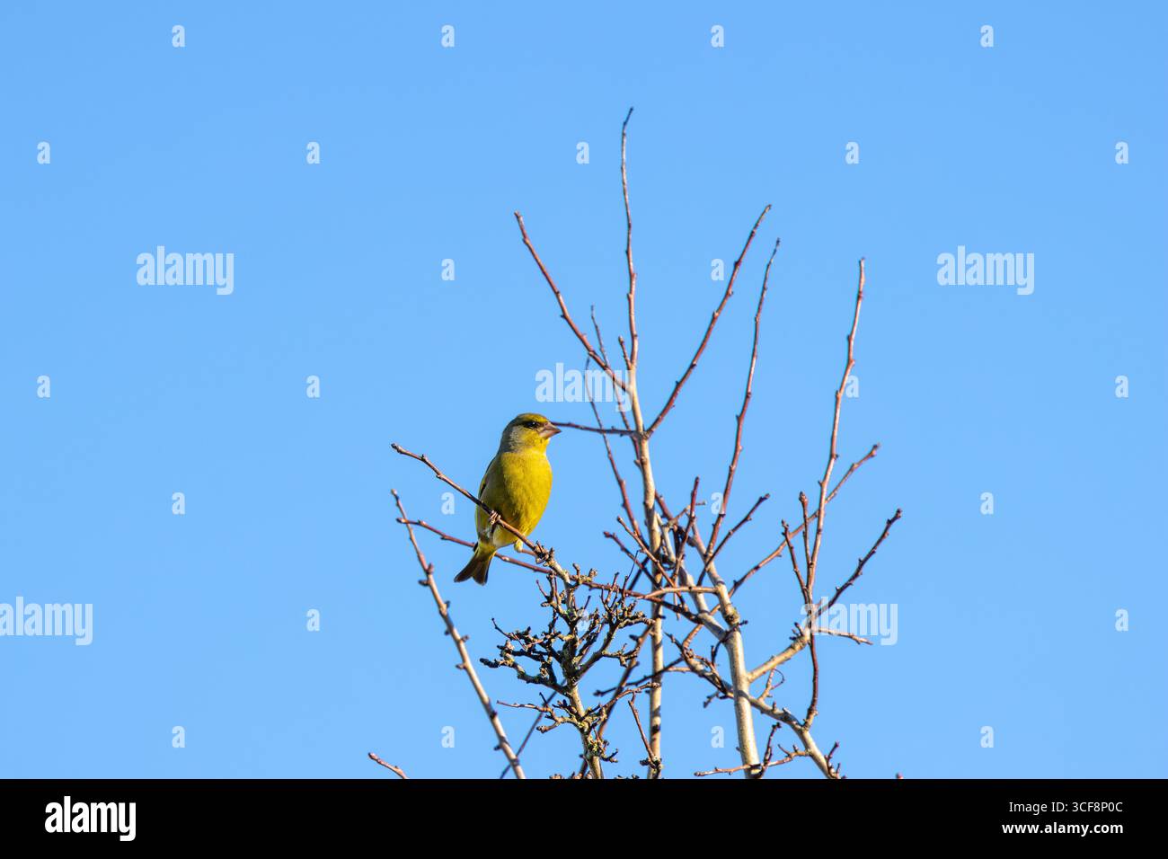 finch piccolo e robusto con toni verdi e gialli. Si nutre di semi, gemme e bacche; visita i mangiatori. Foto scattata ai National Botanic Gardens di Dublino Foto Stock