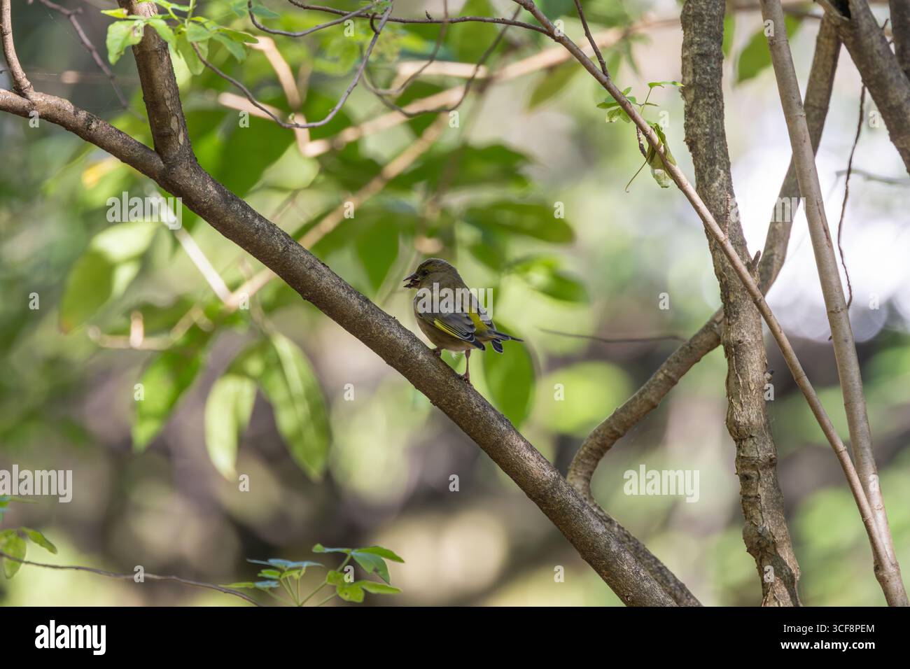 finch piccolo e robusto con toni verdi e gialli. Si nutre di semi, gemme e bacche; visita i mangiatori. Foto scattata ai National Botanic Gardens di Dublino Foto Stock