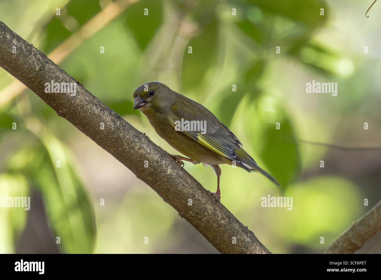 finch piccolo e robusto con toni verdi e gialli. Si nutre di semi, gemme e bacche; visita i mangiatori. Foto scattata ai National Botanic Gardens di Dublino Foto Stock