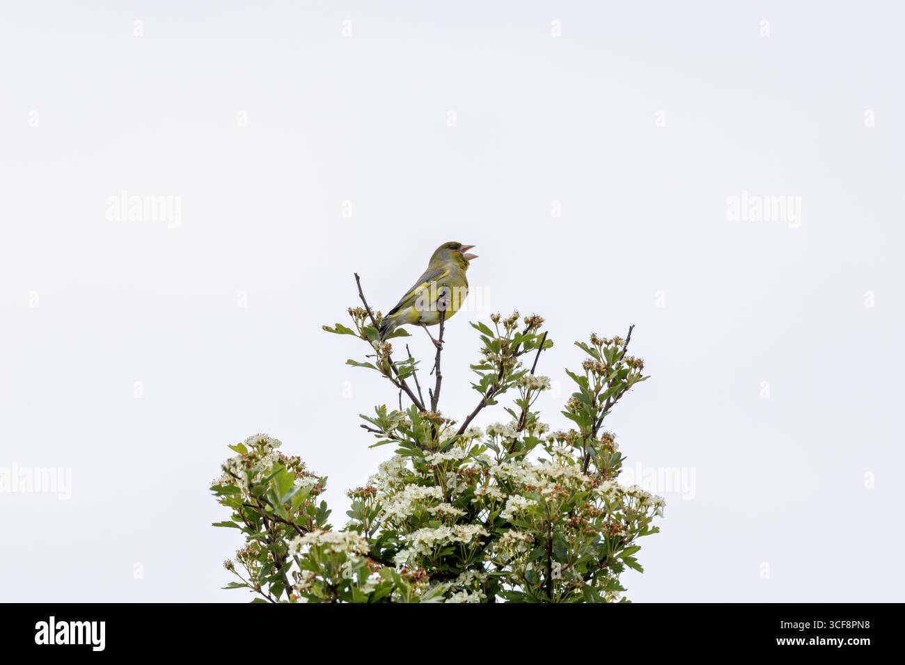 finch piccolo e robusto con toni verdi e gialli. Si nutre di semi, gemme e bacche; visita i mangiatori. Foto scattata ai National Botanic Gardens di Dublino Foto Stock