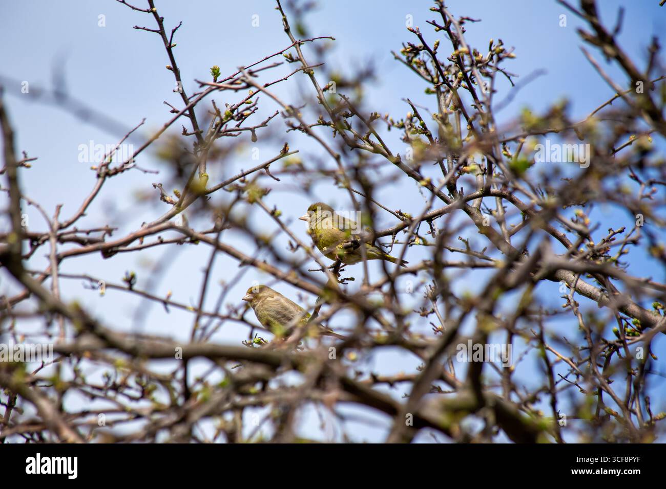 finch piccolo e robusto con toni verdi e gialli. Si nutre di semi, gemme e bacche; visita i mangiatori. Foto scattata ai National Botanic Gardens di Dublino Foto Stock