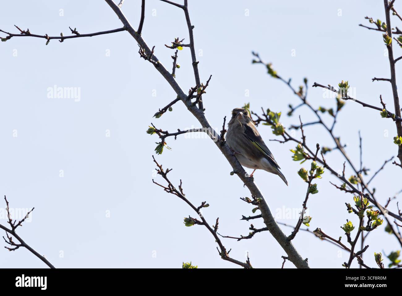 finch piccolo e robusto con toni verdi e gialli. Si nutre di semi, gemme e bacche; visita i mangiatori. Foto scattata ai National Botanic Gardens di Dublino Foto Stock