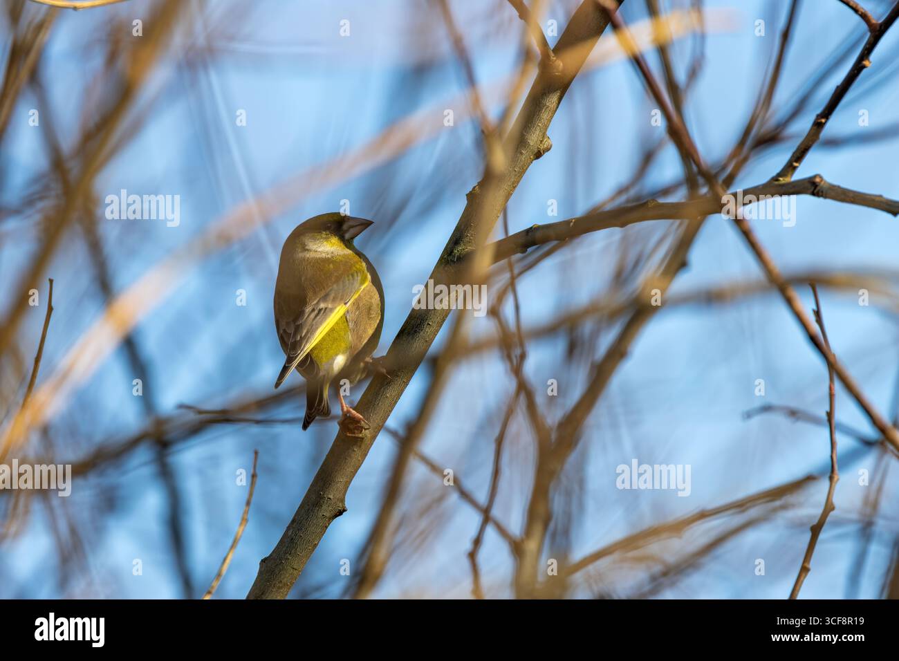 finch piccolo e robusto con toni verdi e gialli. Si nutre di semi, gemme e bacche; visita i mangiatori. Foto scattata ai National Botanic Gardens di Dublino Foto Stock