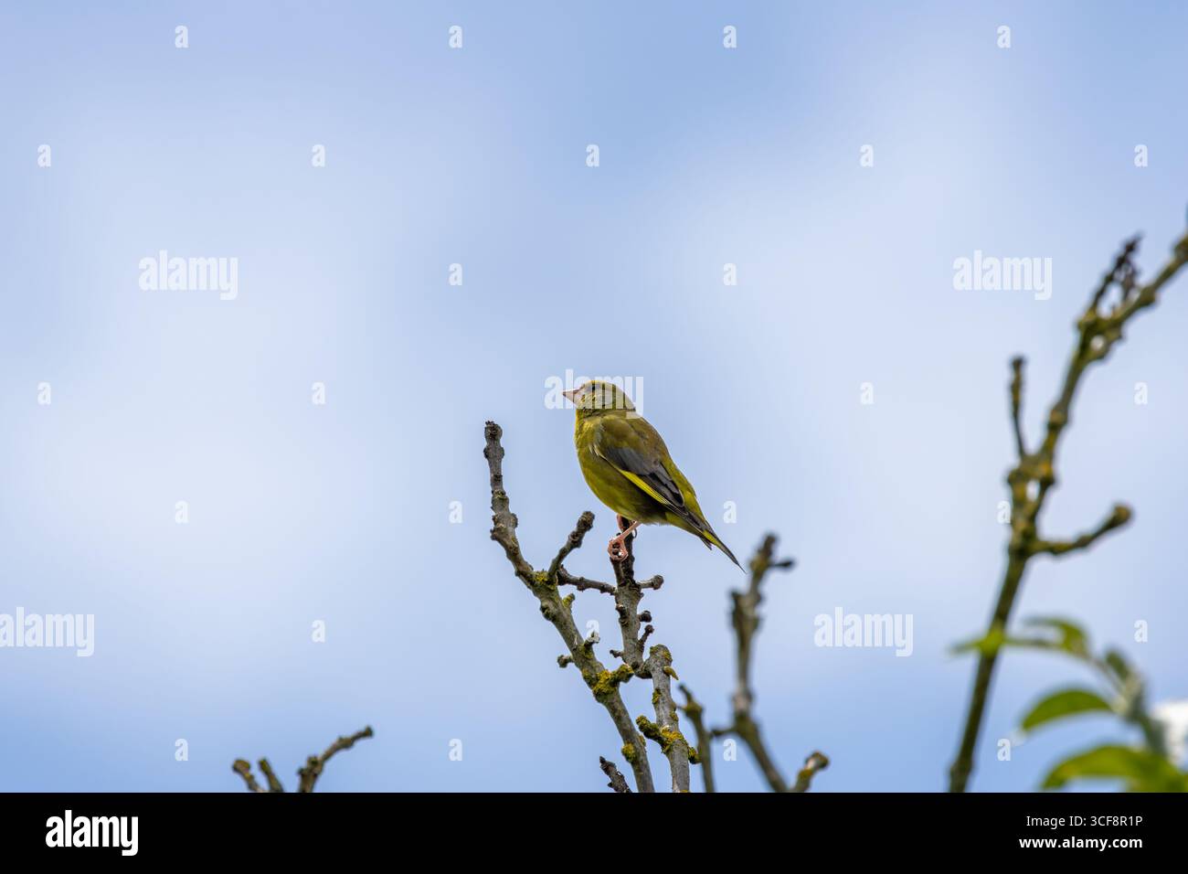 finch piccolo e robusto con toni verdi e gialli. Si nutre di semi, gemme e bacche; visita i mangiatori. Foto scattata ai National Botanic Gardens di Dublino Foto Stock