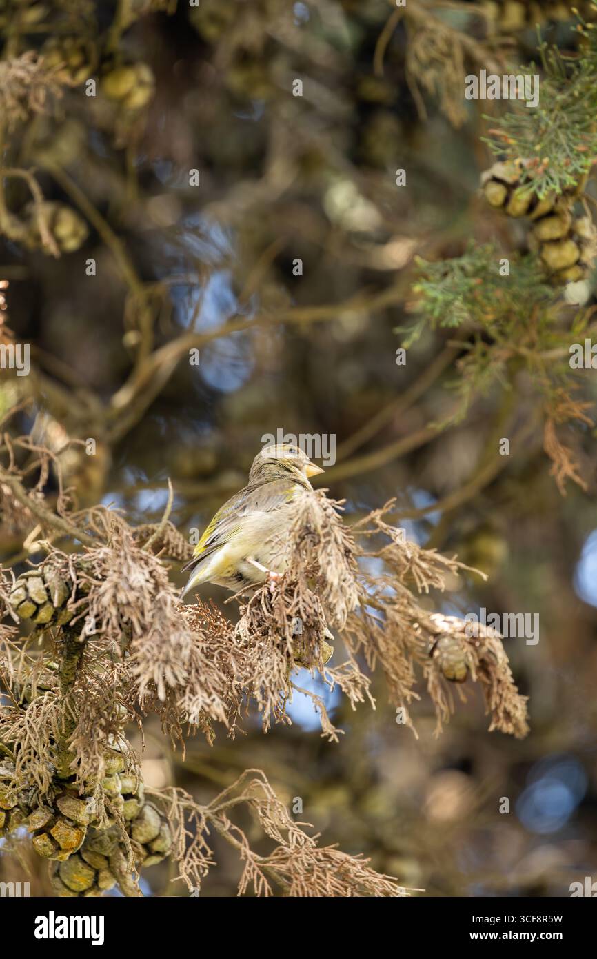 finch piccolo e robusto con toni verdi e gialli. Si nutre di semi, gemme e bacche; visita i mangiatori. Foto scattata ai National Botanic Gardens di Dublino Foto Stock