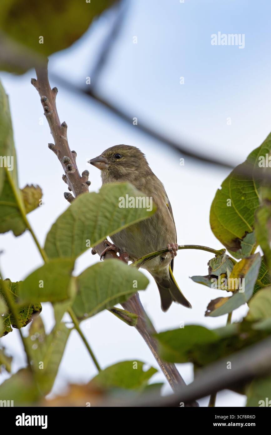 finch piccolo e robusto con toni verdi e gialli. Si nutre di semi, gemme e bacche; visita i mangiatori. Foto scattata ai National Botanic Gardens di Dublino Foto Stock
