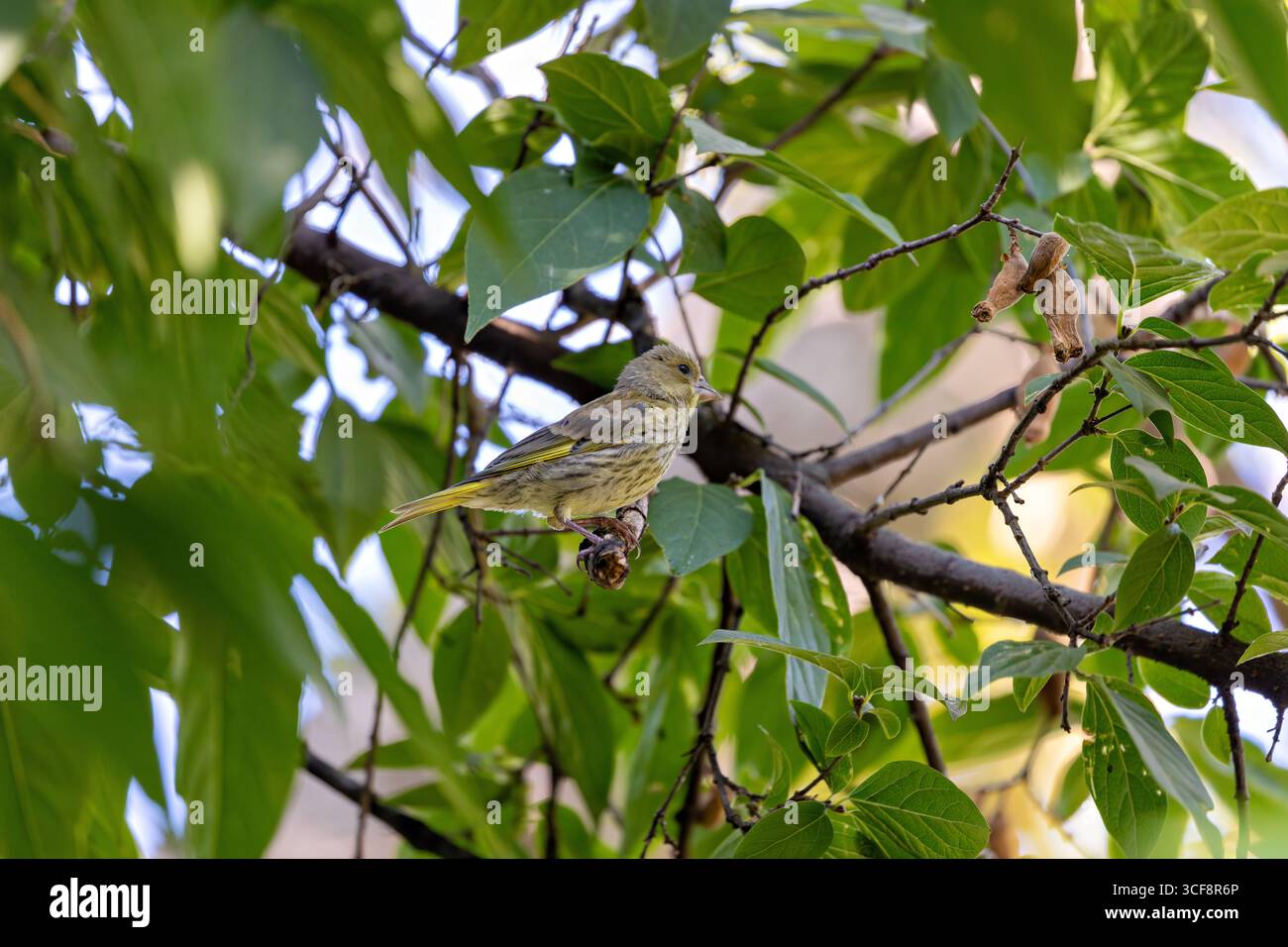 finch piccolo e robusto con toni verdi e gialli. Si nutre di semi, gemme e bacche; visita i mangiatori. Foto scattata ai National Botanic Gardens di Dublino Foto Stock