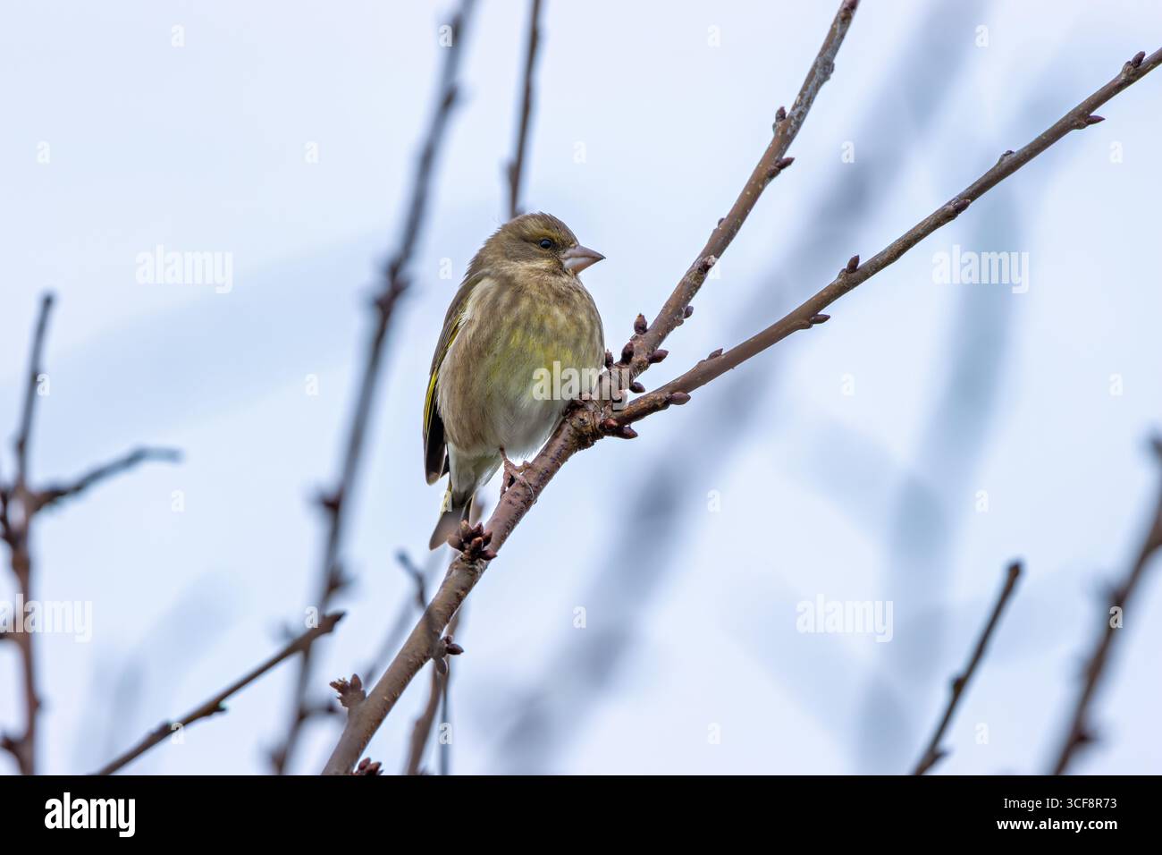 finch piccolo e robusto con toni verdi e gialli. Si nutre di semi, gemme e bacche; visita i mangiatori. Foto scattata ai National Botanic Gardens di Dublino Foto Stock