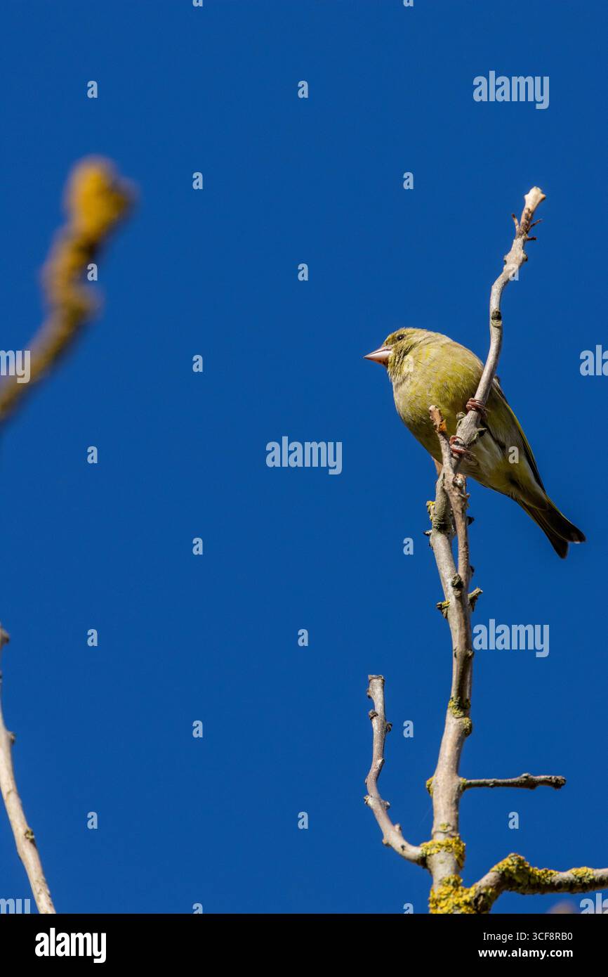 finch piccolo e robusto con toni verdi e gialli. Si nutre di semi, gemme e bacche; visita i mangiatori. Foto scattata ai National Botanic Gardens di Dublino Foto Stock