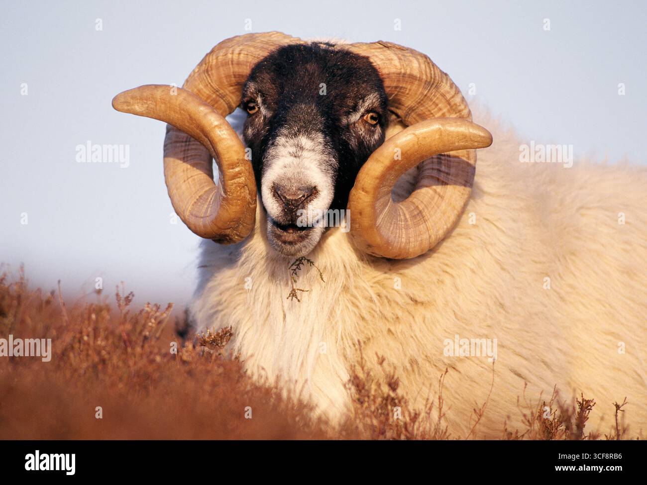 Pecore dalla faccia nera (Ovis domesticus), ariete che naviga sulla brughiera delle erica all'illuminazione serale, Lammermuir Hills, Berwickshire, Scozia, aprile Foto Stock
