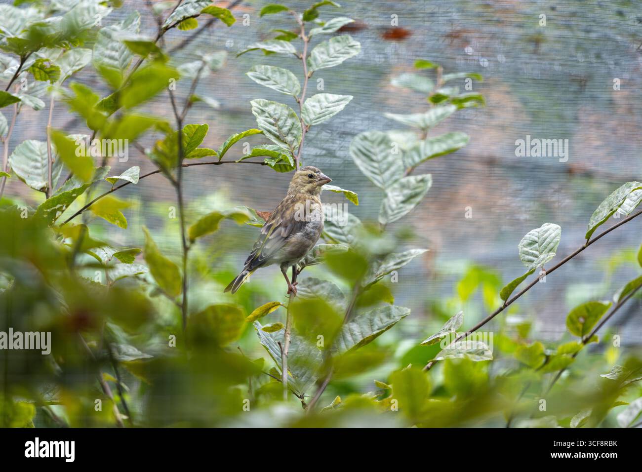 finch piccolo e robusto con toni verdi e gialli. Si nutre di semi, gemme e bacche; visita i mangiatori. Foto scattata ai National Botanic Gardens di Dublino Foto Stock