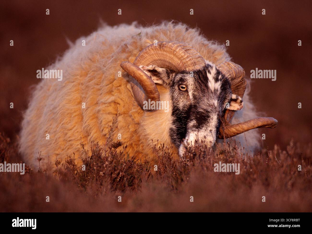 Pecore dalla faccia nera (Ovis domesticus), ariete che naviga sulla brughiera delle erica all'illuminazione serale, Lammermuir Hills, Berwickshire, Scozia, aprile Foto Stock