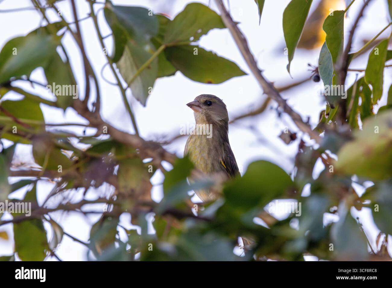 finch piccolo e robusto con toni verdi e gialli. Si nutre di semi, gemme e bacche; visita i mangiatori. Foto scattata ai National Botanic Gardens di Dublino Foto Stock